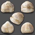 Rhynchonellida