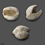 Rhynchonellida створки (скорлупка)