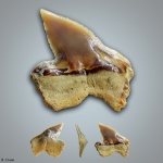 Pseudocorax affinis