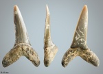striatolamia macrota