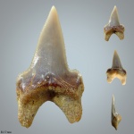 Pseudocorax affinis
