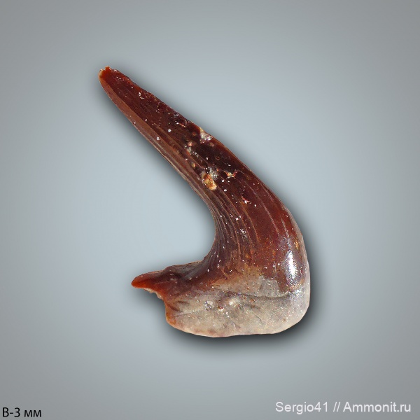 Carboniferous, нижний карбон, шипы, Заборье