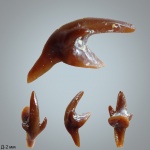 Thrinacodus или очередной Заборьевский шип?