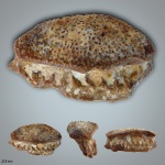 Oxytomodus