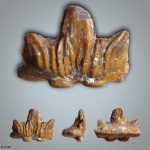 Cladodus