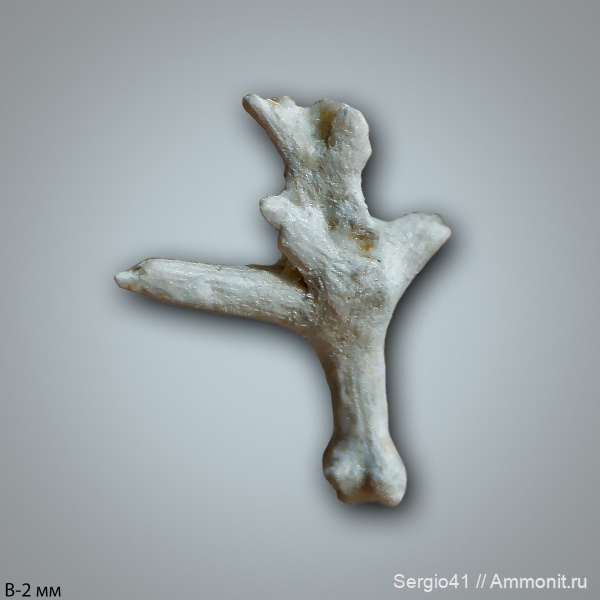 мшанки, Archaeocidaris, Carboniferous, нижний карбон, Заборье