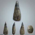 Зуб Platypterygius sp.(?)