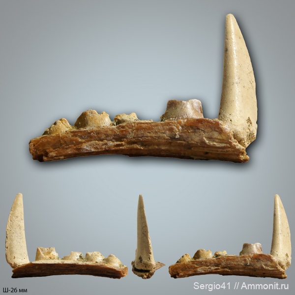 мел, рыбы, маастрихт, челюсти, Enchodus, Волгоград, Maastrichtian, Cretaceous, энходус