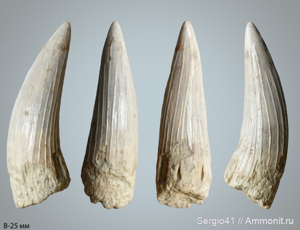 плезиозавры, Plesiosaurus, Polycotylidae, кампан, зубы рептилий, Волгоград, Campanian, Cretaceous, teeth