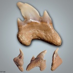 Archaeolamna kopingensis