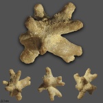 Губка Gjellistella cornifera