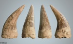 Зуб Plioplatecarpus marshi Dollo