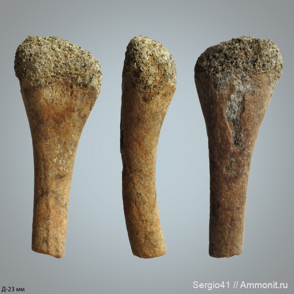 триас, текодонты, лабиринтодонты, Волгоград, фаланги, Triassic, Thecodontia