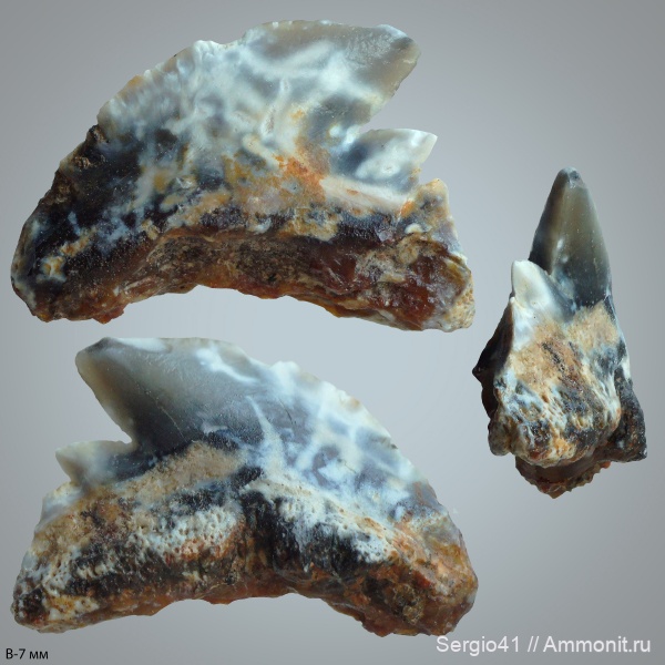 эоцен, зубы акул, Galeocerdo, верхний эоцен, Волгоград, Upper Eocene, shark teeth