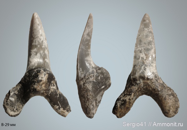 эоцен, Jaekelotodus, Jaekelotodus trigonalis, Волгоград, Eocene