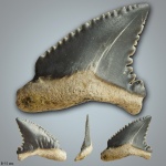 Palaeocarcharodon orientalis