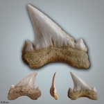 Cretolamna cf. arambourgi