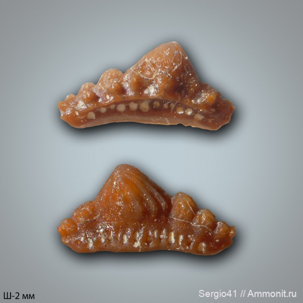 рыбы, зубы, Carboniferous, нижний карбон, Заборье, Mesodmodus
