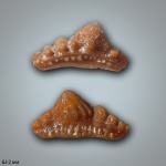 Mesodmodus