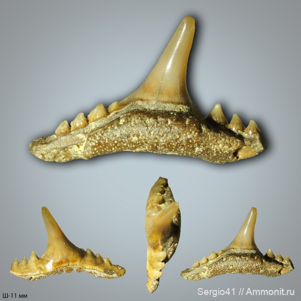 маастрихт, Synechodus, Волгоград, Maastrichtian, Cretaceous, Synechodus faxensis