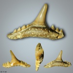 Synechodus faxensis Davis, 1890