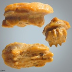 Myliobatis sp боковой зуб
