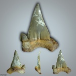 Palaeocarcharodon cf. orientalis или КретаОтодус?