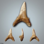 Jaekelotodus robustus