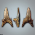 Jaekelotodus robustus