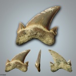 Otodus (?)