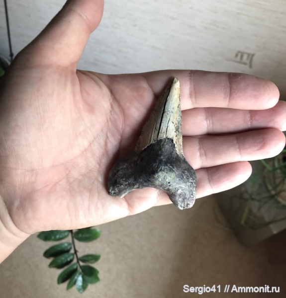 эоцен, акулы, Carcharocles, бартон, приабон, Волгоград, Eocene, Otodus sokolovi, priabonian