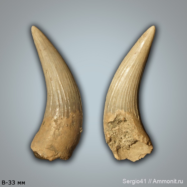плезиозавры, Plesiosaurus, Polycotylidae, кампан, зубы рептилий, Волгоград, Campanian, Cretaceous, teeth