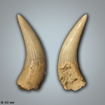 Зуб плезиозавра Polycotylidae