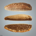 Copodus