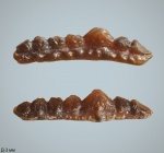 Orodus
