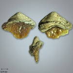 Oxytomodus/Venustodus Oxytomodus/Venustodus
