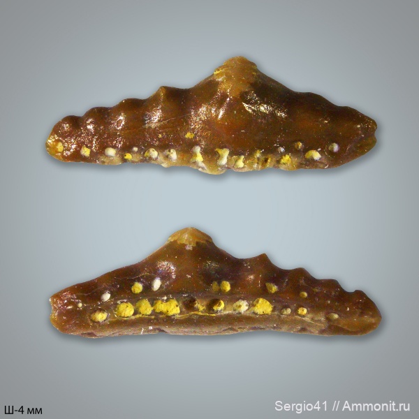 карбон, Carboniferous, нижний карбон, стешевский горизонт, Заборье, Mesodmodus