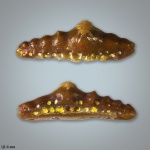 Mesodmodus