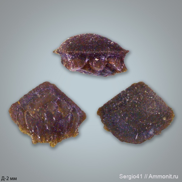 карбон, Carboniferous, нижний карбон, стешевский горизонт, Заборье
