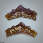 Mesodmodus (?)