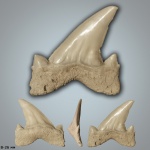 Cretolamna sarcoportheta