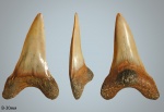 Cretoxyrhina denticulata