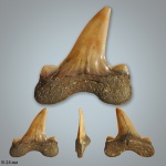 Cretolamna appendiculata