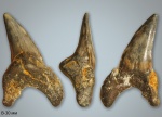 Cardabiodon (?) или Dwardius (?)