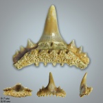 Synechodus