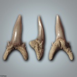 Palaeohypotodus bronni (Agassiz, 1843)