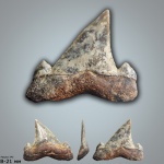 Otodus (?)