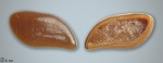 Зуб Pycnodontiformes