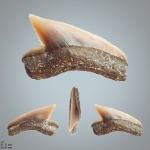 Palaeoanacorax cf. obliquus