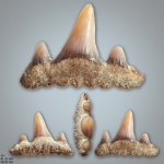 Paraorthacodus
